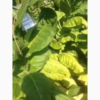 Семена табак курительный- 55сортов- 5000шт -20грн