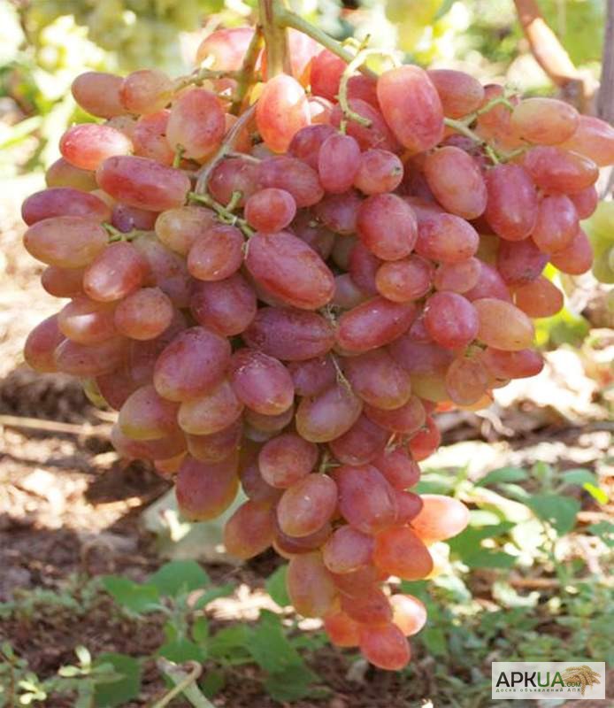 Фото 5. Продам саженцы и чубуки винограда новых сортов
