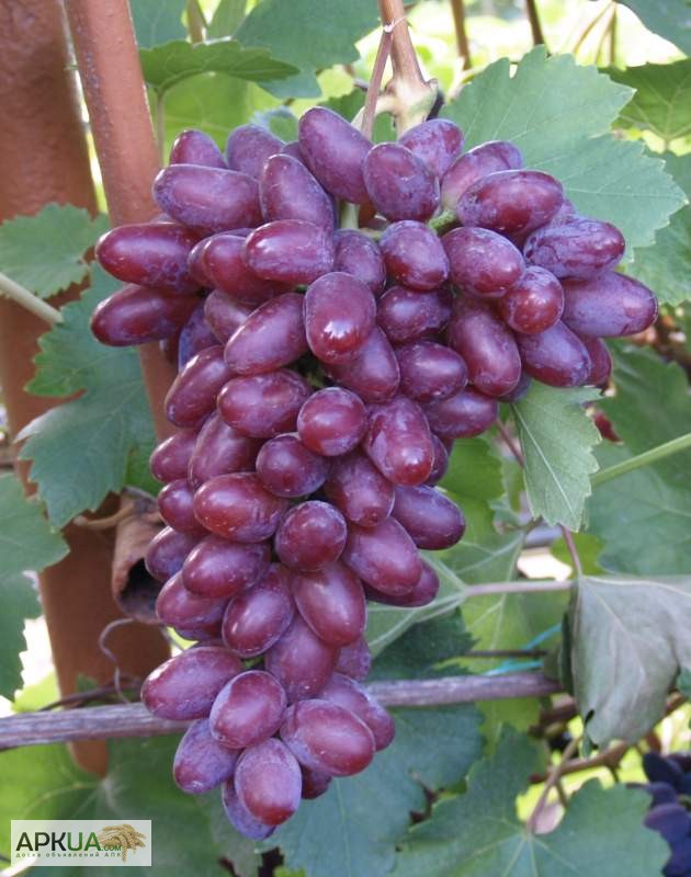 Фото 6. Продам саженцы и чубуки винограда новых сортов