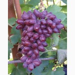 Продам саженцы и чубуки винограда новых сортов