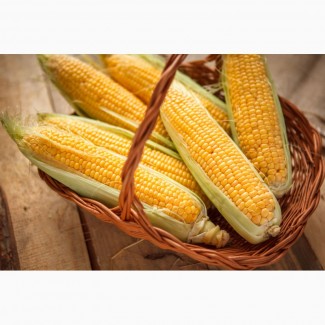 Закупаем кукурузу по всей Украине. Высокие цены, самовывоз, предоплата, І форма