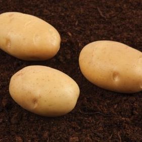 Фото 2. Продам семенной картофель первой репродукции 7, 10 грн