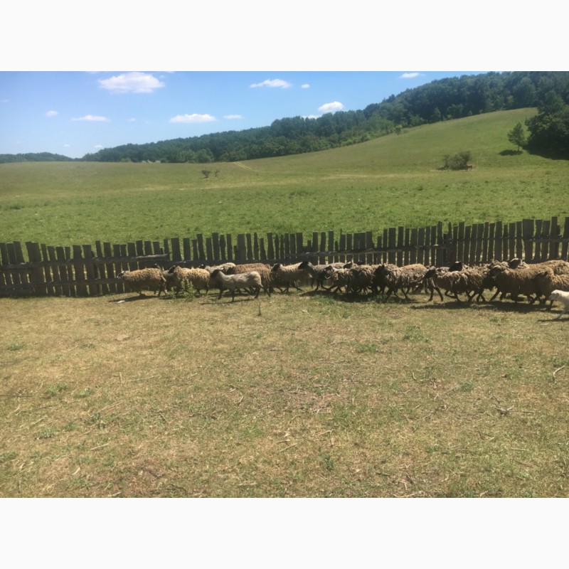 Продам стадо овец 550 голов романовская порода