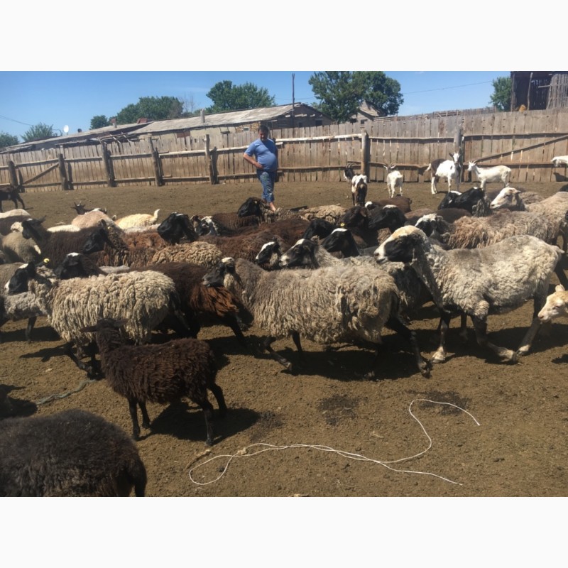 Фото 2. Продам стадо овец 550 голов романовская порода
