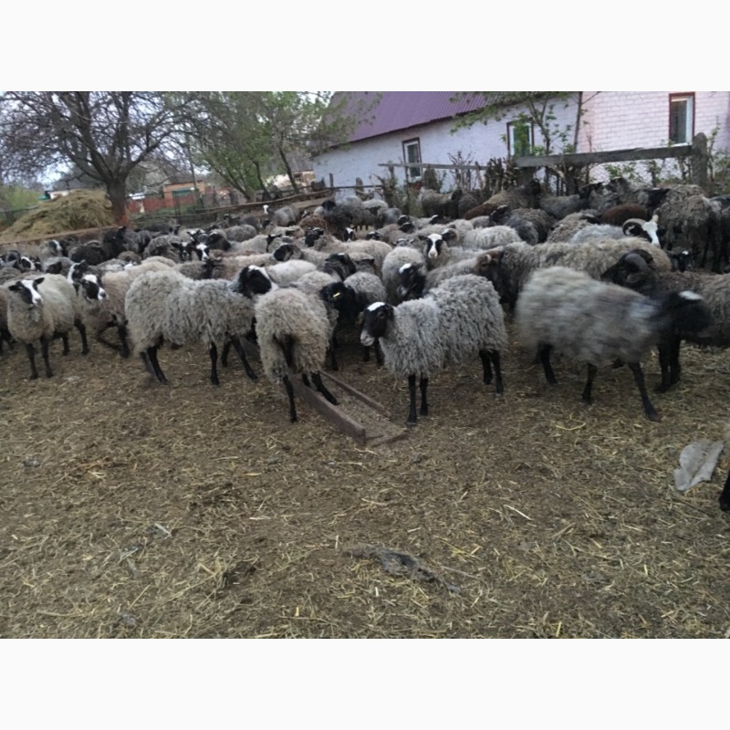 Фото 5. Продам стадо овец 550 голов романовская порода