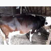 ТЕРМІНОВО продам корову
