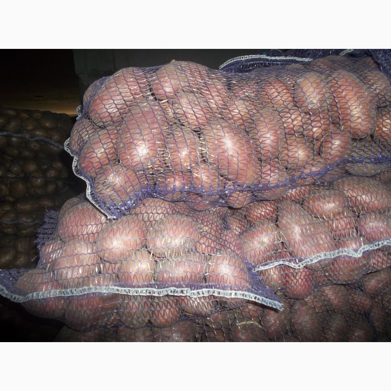 Фото 3. Продам продовольчу картоплю фото реальні