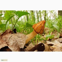 Грибница сморчков - семена грибов (мицелий) Сморчок полусвободный