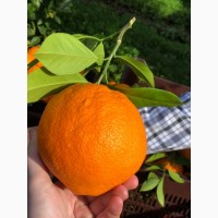 Апельсины из Италии (от владельца)