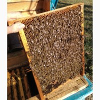 Продам пчелопакеты