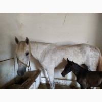 СРОЧНО Продам коней породы украинская верховая