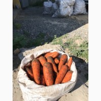 Продам морковь Боливар 1-ый сорт