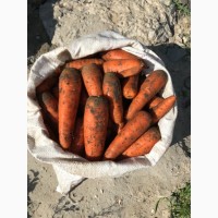 Продам морковь Боливар 1-ый сорт