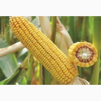 Толерантний до посушливих умов гібрид кукурудзи ЯНІС(ФАО 270)