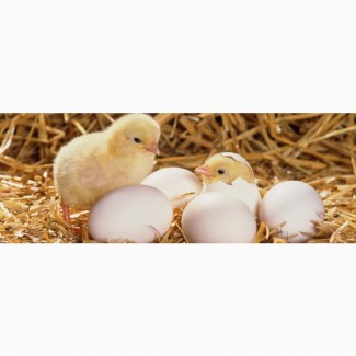 Продам інкубаційне яйце бройлера КОББ 500, мясояєчних кросів, качок та гусей