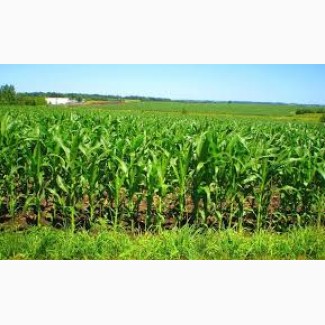 Кукуруза, закупаем зерновые по всей Украине