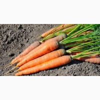 Продам морковь оптом от производителя. Есть объем. Нал/безнал