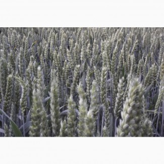 Семена мягкой пшеницы Маттус, Гранус и др. - 1реп. (двуручки)