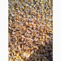 Продам фуражну кукурудзу
