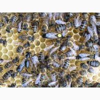Матка карпатка карніка 2022 мічені плідні бджоломатки, бджолині матки, пчеломатки