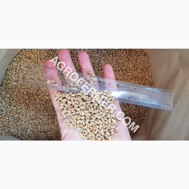 Фото 3. Канадский трансгенный сорт мягкой озимой пшеницы BLOOM