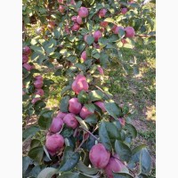 Продам яблука сорту Спартан Монтуан урожай 2022