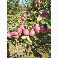 Продам яблука сорту Спартан Монтуан урожай 2022