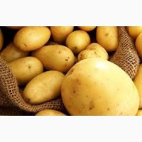 Продаємо насіння картоплі сорту Мелодия, фасовка сітка 20 кг, з піску