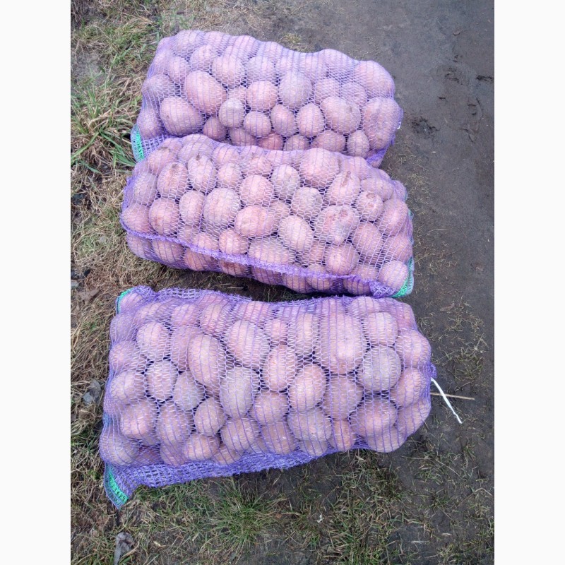 Фото 2. Продам картоплю белароса