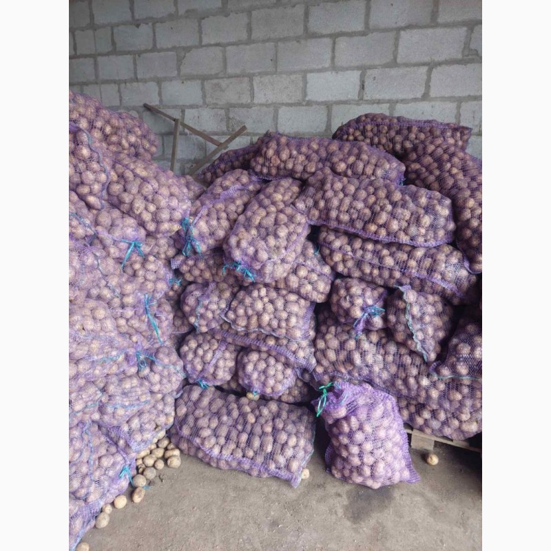 Фото 3. Продажам Семенного картофеля. Ривера, Аризона, Белла Росса
