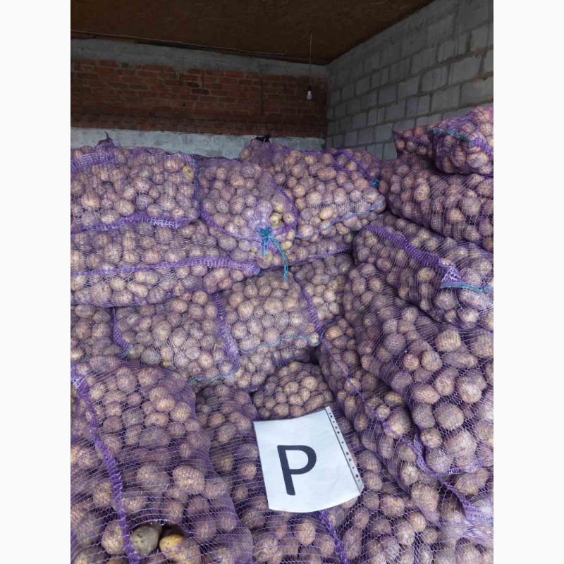 Фото 4. Продажам Семенного картофеля. Ривера, Аризона, Белла Росса