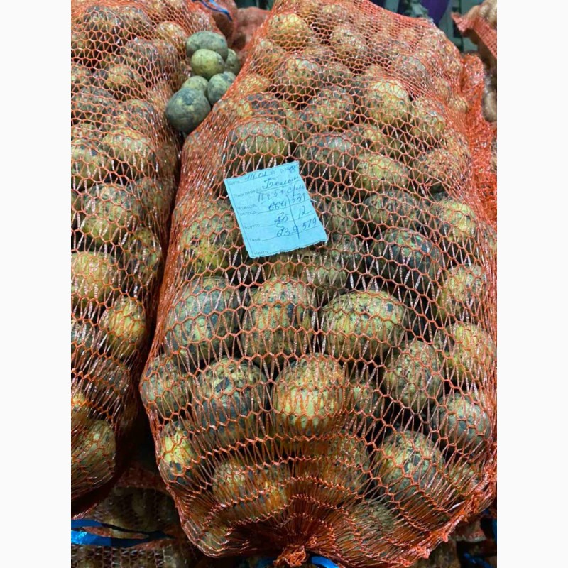 Фото 5. Продажам Семенного картофеля. Ривера, Аризона, Белла Росса