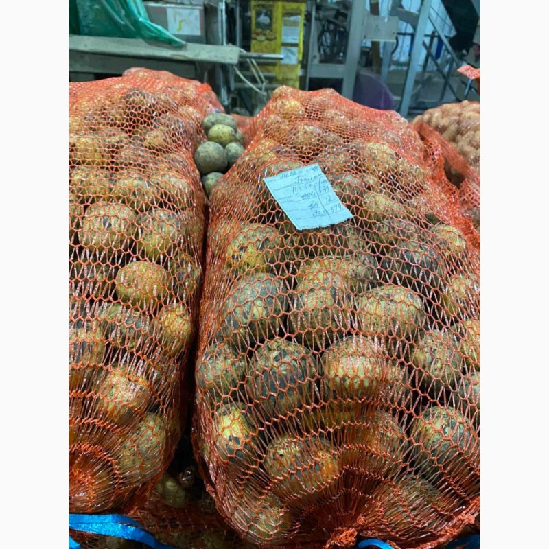 Фото 6. Продажам Семенного картофеля. Ривера, Аризона, Белла Росса