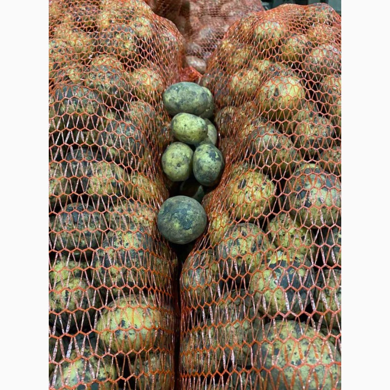 Фото 7. Продажам Семенного картофеля. Ривера, Аризона, Белла Росса