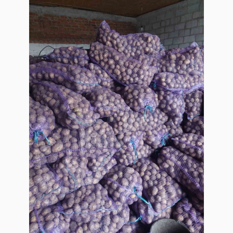 Фото 8. Продажам Семенного картофеля. Ривера, Аризона, Белла Росса