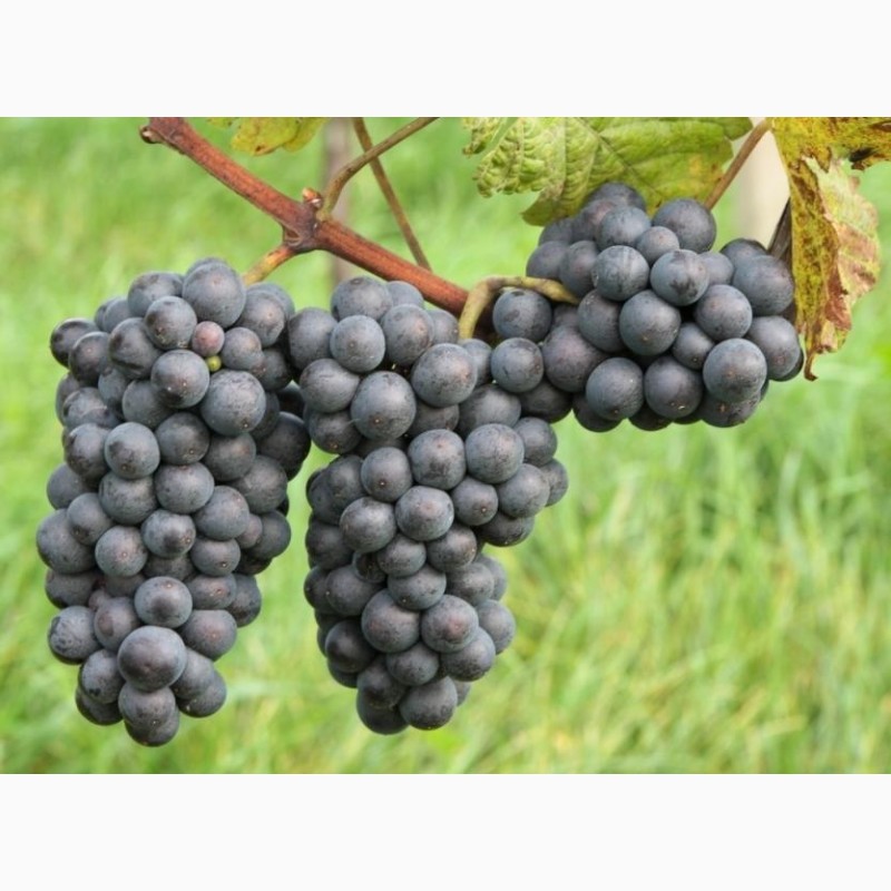 Фото 2. Продам технічний виноград червоного сорту Рубін Голодриги виробник