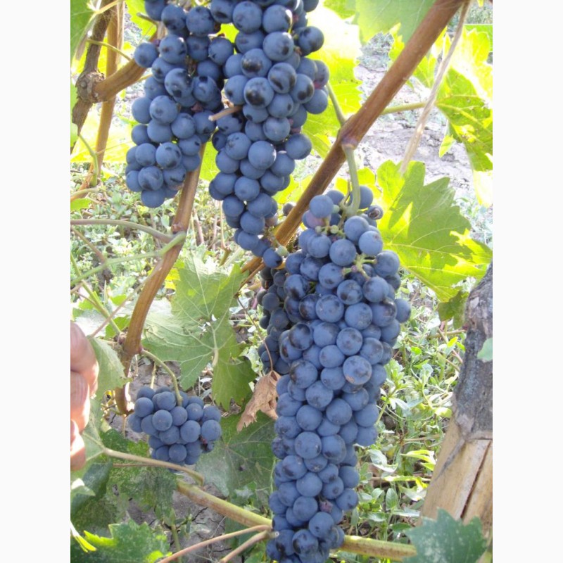 Фото 4. Продам технічний виноград червоного сорту Рубін Голодриги виробник