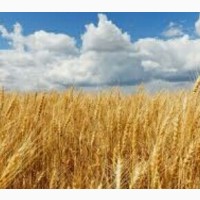 Купуэмо пшеницю з ПДВ та без ПДВ