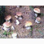 Продам білі гриби,сушені і мариновані