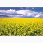Продам Фунгіциди для захисту Пшениці, Ячменю
