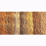 Продам зерносмесь (ячмень, пшеница)