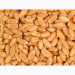 Продам пшеницу 3 кл 820 т