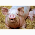Продам свиней живым весом мясная порода