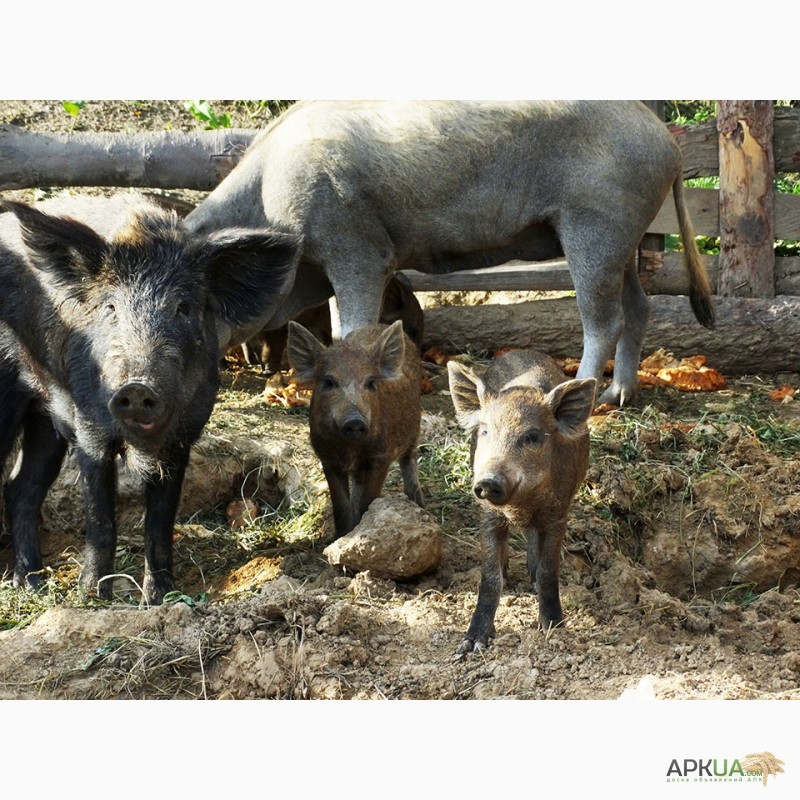 Фото 3. Продам поросята та дорослі свині породи мангал