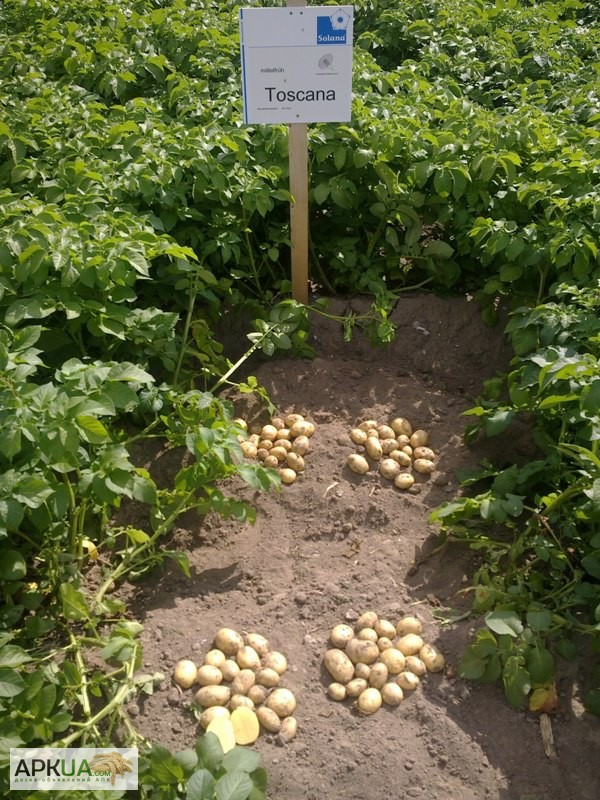 Фото 3. Кращі сорти насіннєвої картоплі у нас Дешево