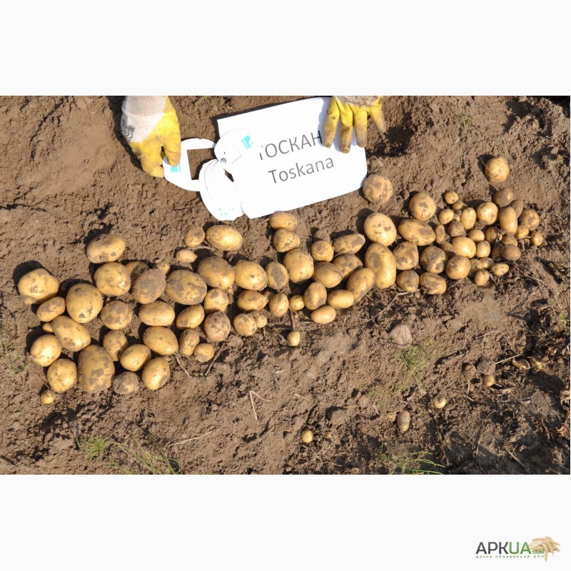 Фото 6. Кращі сорти насіннєвої картоплі у нас Дешево