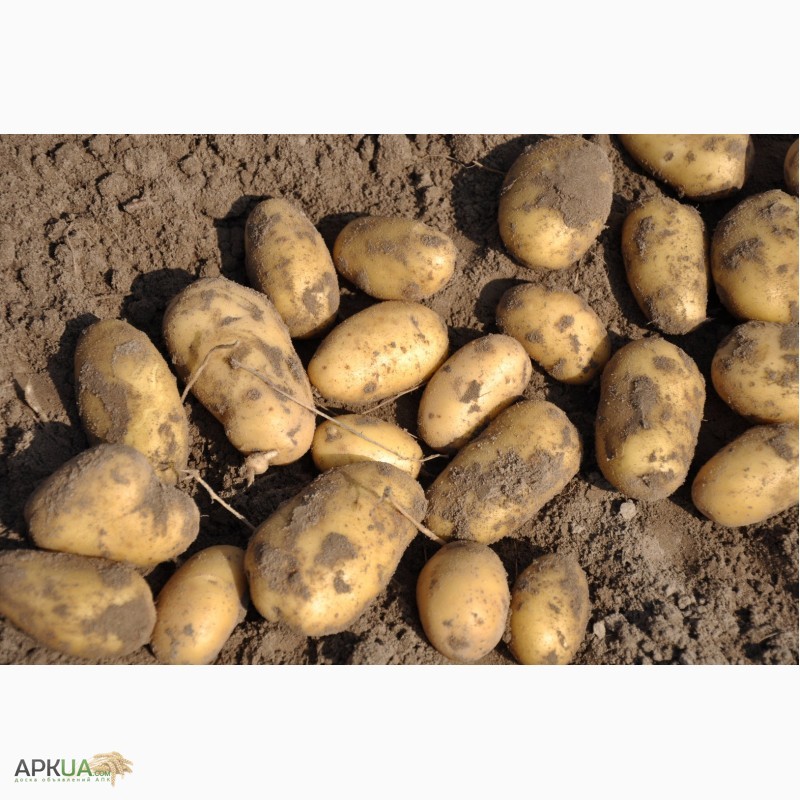Фото 7. Кращі сорти насіннєвої картоплі у нас Дешево