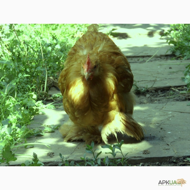 Фото 2. Продам цыплят карликового кохинхина