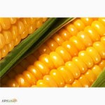 Продам кукурузу 2000 т (Безнал)