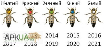 Фото 11. Матка КАРПАТКА, КАРНІКА 2024 ПЛІДНІ БДЖОЛОМАТКИ ( Пчеломатки, бджолині матки )